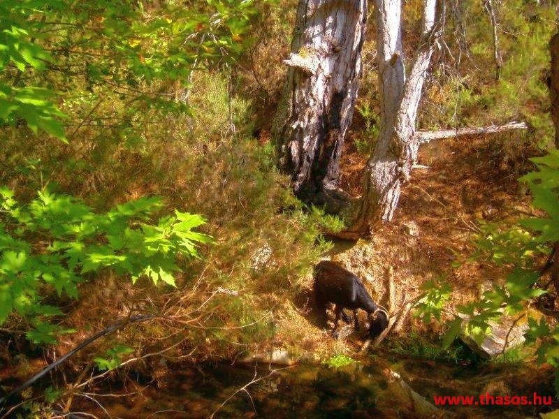Az öreg falu, a vén platán és a folyók meséje